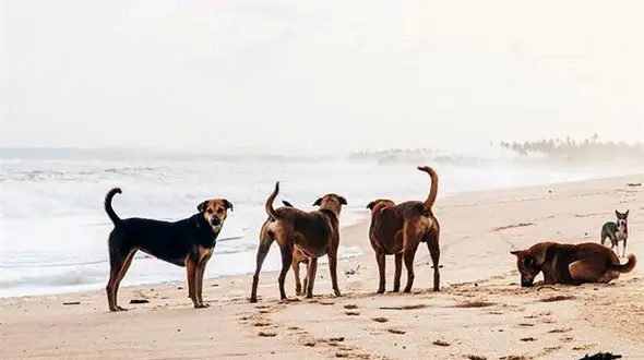 حمله مرگبار سگ‌های صاحب‌دار در سن‌دیگو؛ صاحب سگ‌ها جان باخت