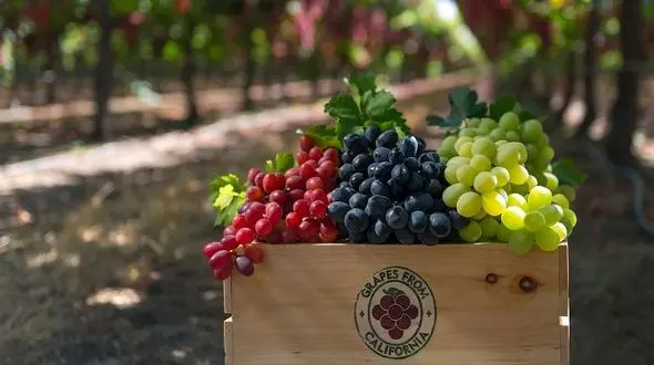 میوه ای مفید برای میگرنی ها