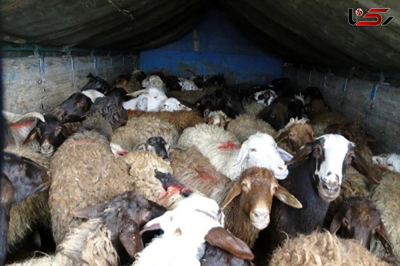 توقیف کامیون حامل 260 گوسفند قاچاق در فراشبند