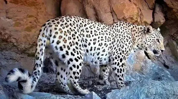 حادثه وحشتناک در کوه‌های فریدونشهر / پلنگ، انگشت مرد را بلعید