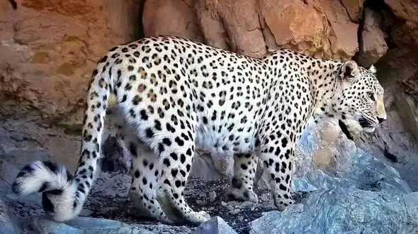 حادثه وحشتناک در کوه‌های فریدونشهر / پلنگ، انگشت مرد را بلعید