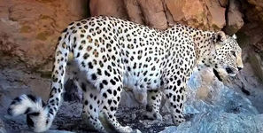 حادثه وحشتناک در کوه‌های فریدونشهر / پلنگ، انگشت مرد را بلعید