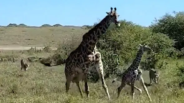 از زرافه مادر درحال دفاع از بچه‌اش تا قدرت‌نمایی اسب های ابی