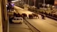 وحشت از حمله فیل ها به خیابان های چین + عکس