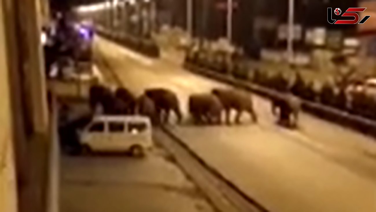 وحشت از حمله فیل ها به خیابان های چین + عکس