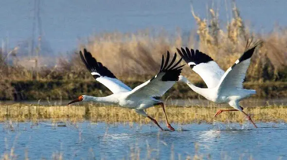 احتمال همراهی «رویا» با «امید» در سفر به گیلان