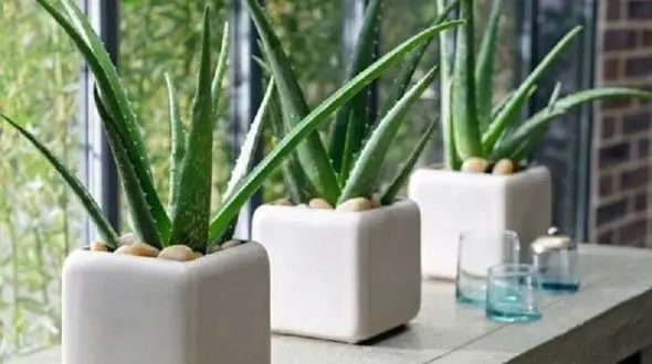 نحوه نگهداری و تکثیر آلوئه ورا در خانه