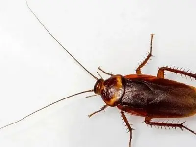 نقش سوسک ها در افزایش مواد آلرژی زا در فضای خانه