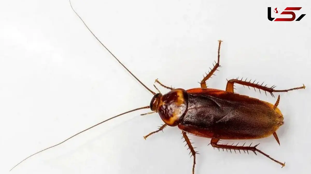 نقش سوسک ها در افزایش مواد آلرژی زا در فضای خانه