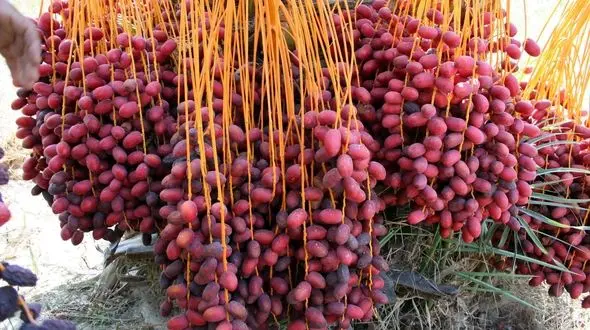  سرایت بیماری خطرناک از طریق خفاش‌های سمی در خرمای بم!