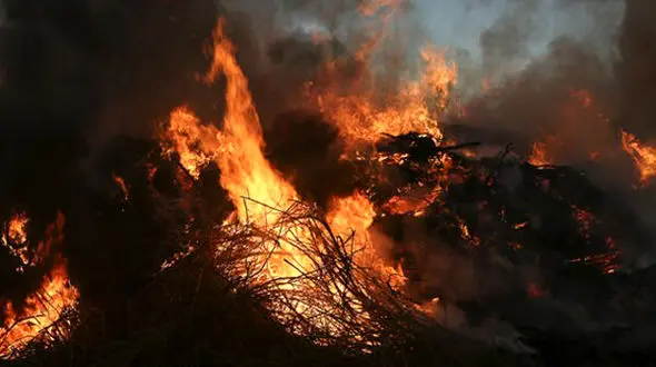 آتش در جان جنگل های "دیل" گچساران 