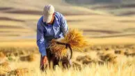 غول‌ های گندم جهان چه کسانی هستند؟ / چرا ایران با وجود بازار متنوع، همچنان به واردات از آمریکا فکر می‌ کند؟