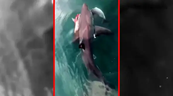 فیلم شکار دلفین توسط کوسه