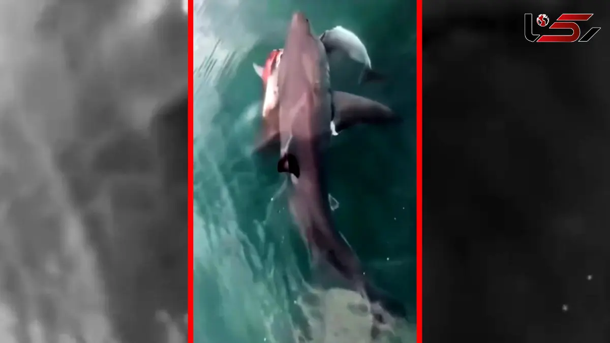 فیلم شکار دلفین توسط کوسه در دریا