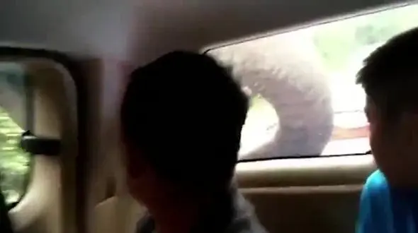 اقدام بامزه فیل گرسنه برای جست و جوی غذا+فیلم