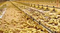 در استان کمبود مرغ نداریم/ جوجه‌ ریزی 8 میلیون و 500 هزار قطعه‌ای در مرغداری‌ های لرستان