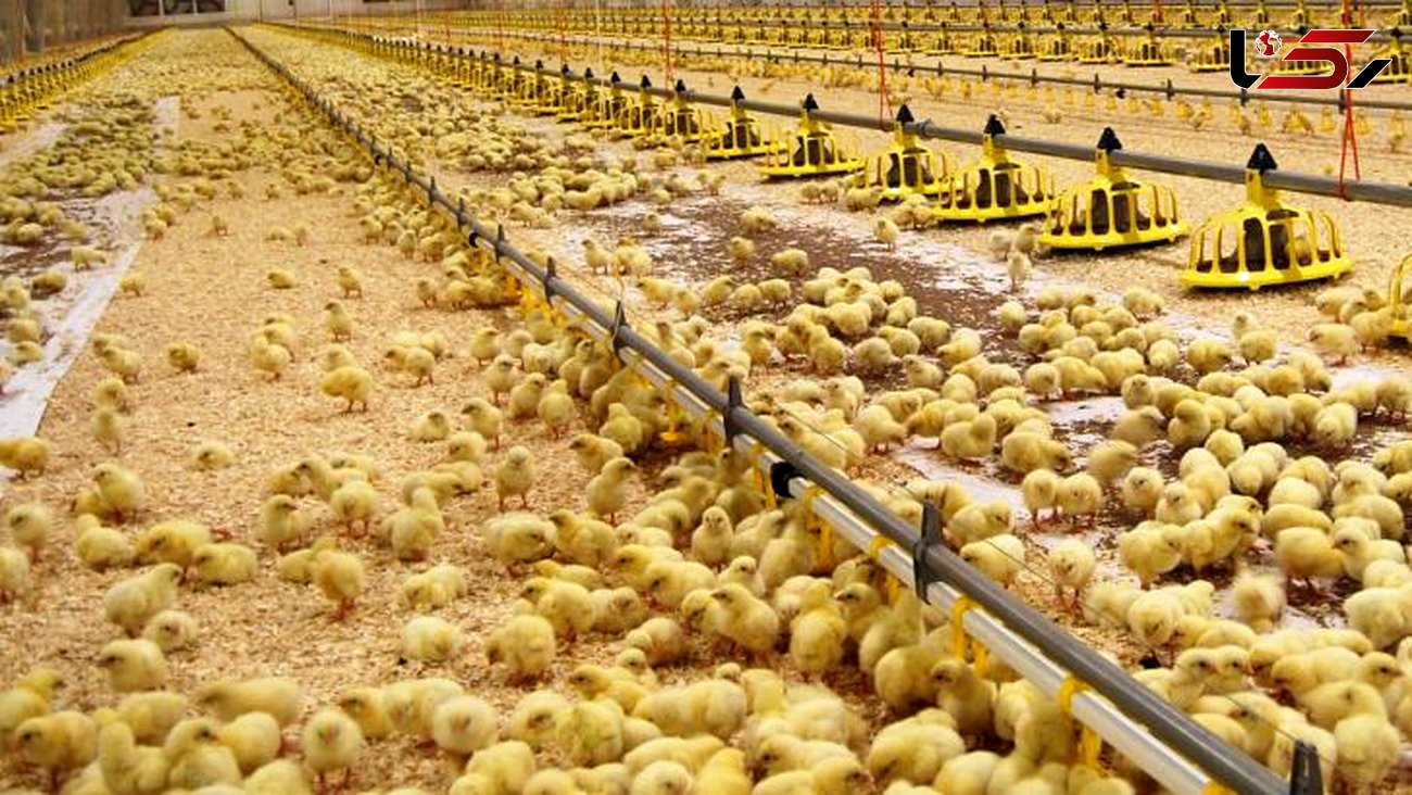 در استان کمبود مرغ نداریم/ جوجه‌ ریزی 8 میلیون و 500 هزار قطعه‌ای در مرغداری‌ های لرستان