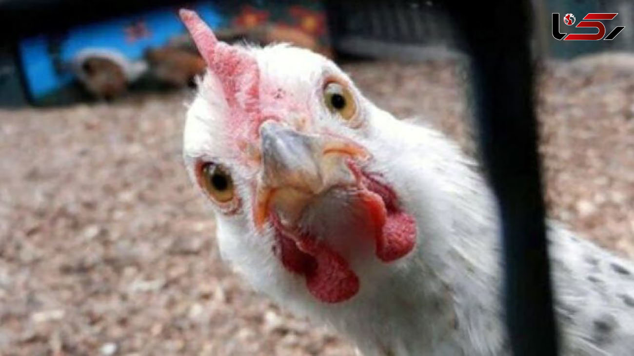 قیمت مرغ افزایش یافت / ورود به کانال سی هزارتومان