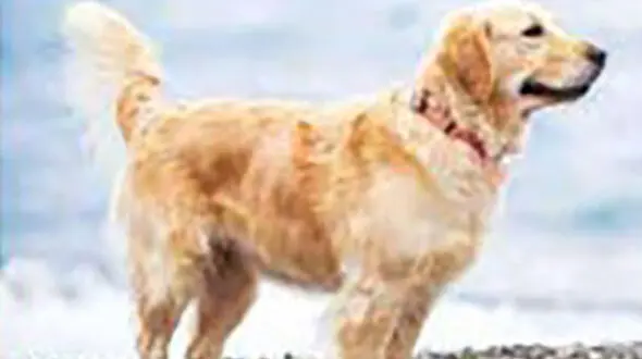 این سگ صاحبش را شفا داد + عکس