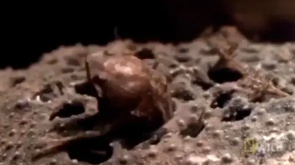 فیلم لحظه دیدنی زنده زایی قورباغه از کمر