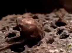 فیلم لحظه دیدنی زنده زایی قورباغه از کمر