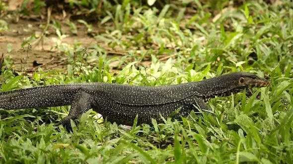 عجیب ترین مرگ برای این خزنده رقم خورد + فیلم