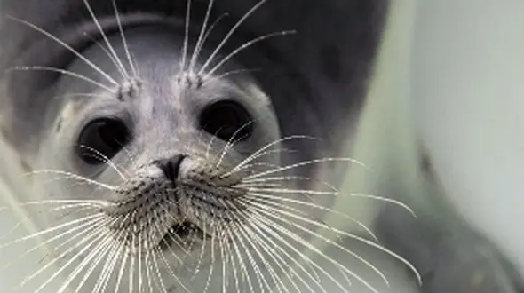 بحران مرگ فوک خزری در سواحل دریای خزر؛ چه چیزی پشت پرده است؟