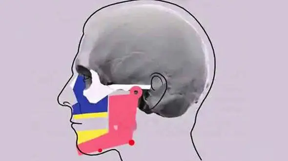 تغییر شکل فک انسان در دوران پیری 