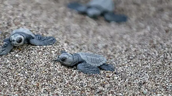 بچه لاک پشت های ترکیه ای متولد شدند + عکس های بامزه 