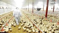 رئیس انجمن پرورش دهندگان مرغ گوشتی: صنعت مرغداری ایران در حال فروپاشی است 
