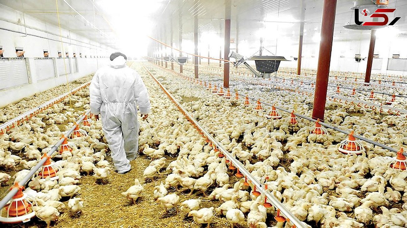 رئیس انجمن پرورش دهندگان مرغ گوشتی: صنعت مرغداری ایران در حال فروپاشی است 