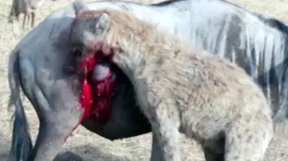 حمله عجیب کفتارها به بوفالو + فیلم