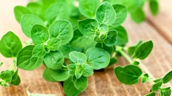 خواص درمانی پونه کوهی