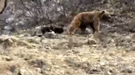 گشت و گذار خرس با 2 توله اش در ارتفاعات سوادکوه + فیلم