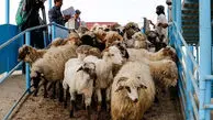 قبل از ذبح دام این نکات را بخوانید