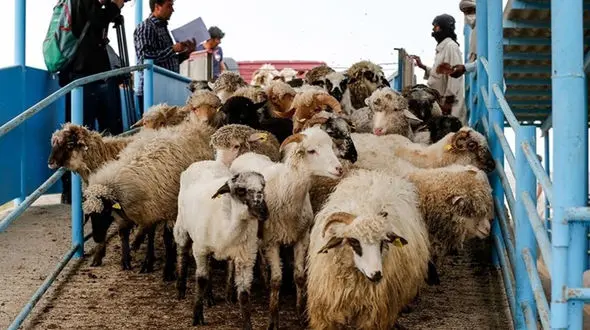 عرضه دام زنده زیر نظر دامپزشکان و ناظران شرعی در تره بارهای تهران