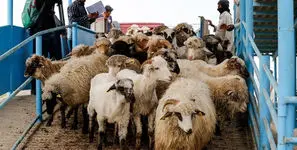 قبل از ذبح دام این نکات را بخوانید