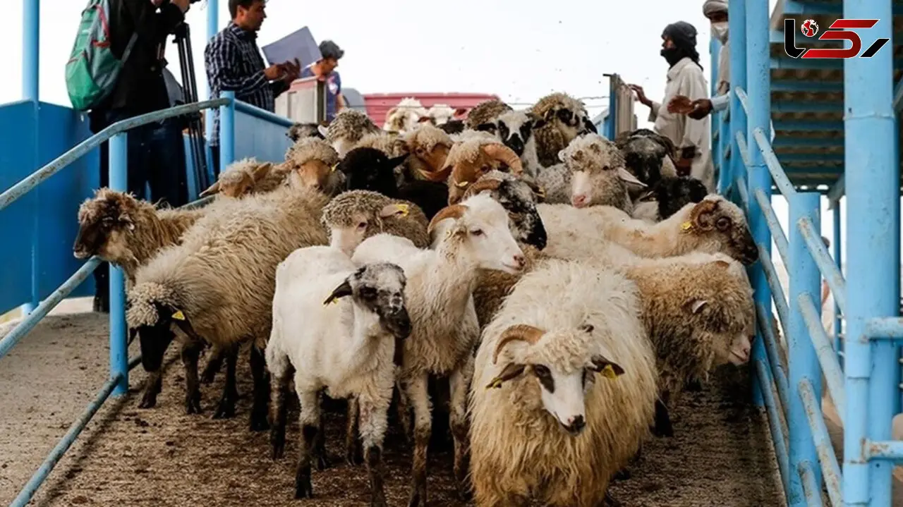 عرضه 13 هزار رأس دام در تهران برای عید قربان