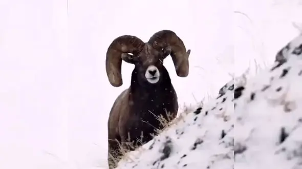 ببینید / گوسفند کوهی + فیلم 