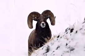 ببینید / گوسفند کوهی + فیلم 