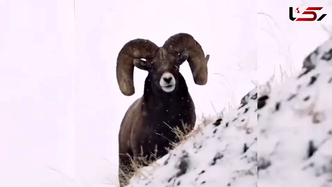ببینید / گوسفند کوهی + فیلم 