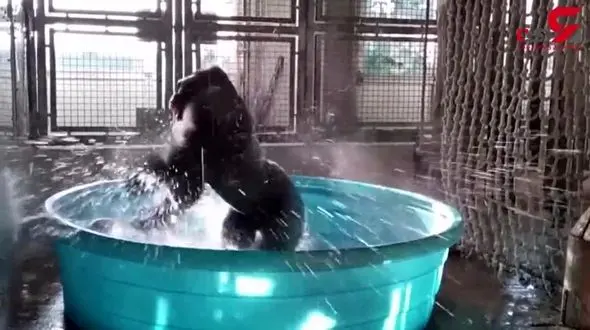 آب بازی و حرکات موزون گوریل ۱۴ ساله! + فیلم