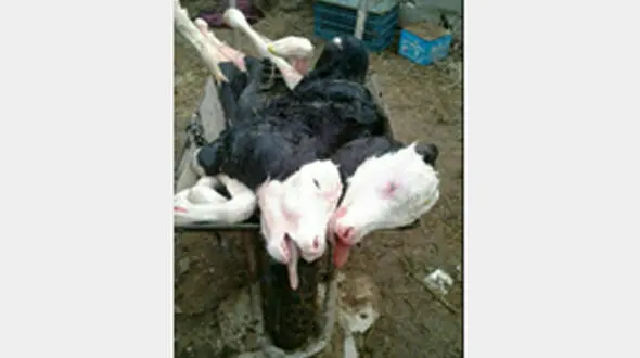 تولد گوساله های به هم چسبیده در یک روستای قائمشهر+ عکس