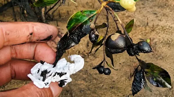 فیلم آلودگی نفتی سواحل قشم؛ زنگ خطر برای حرا و حیات آبزیان