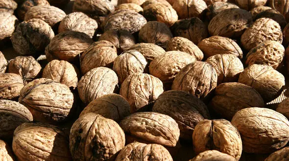 در دوران بزرگسالی گردو بخورید