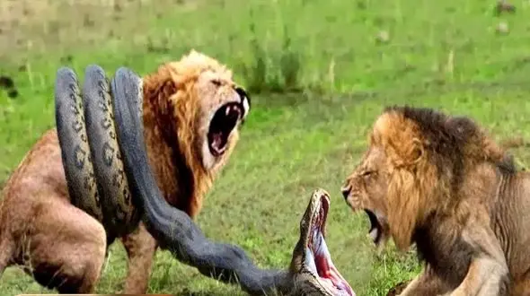  از جذابیت های حیات وحش؛ ببینید مار پیتون بزرگ شیر رو به چه فلاکتی می ندازه 