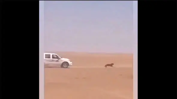 انتقام بی رحمانه از گرگی که به گله زده بود + فیلم باورنکردنی