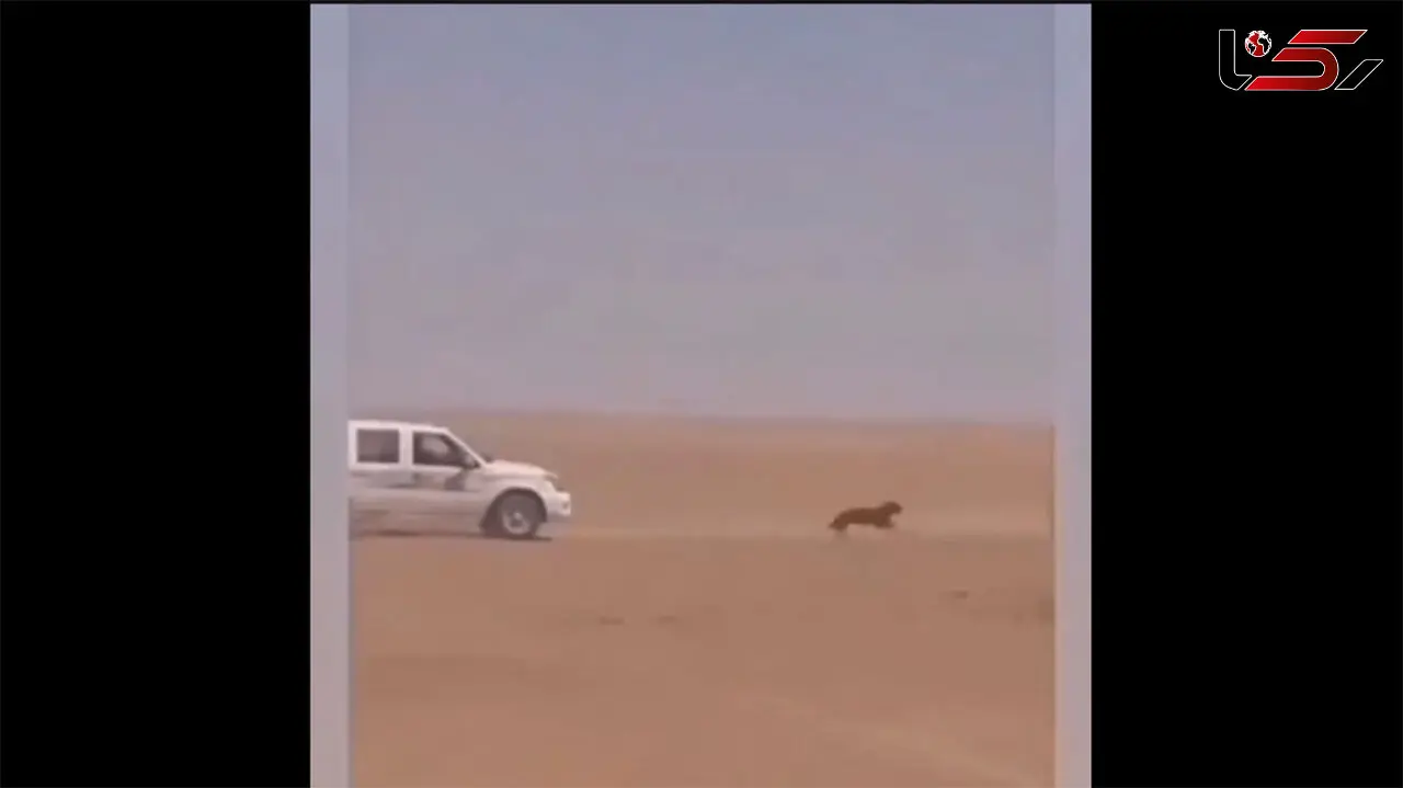 انتقام بی رحمانه از گرگی که به گله زده بود + فیلم باورنکردنی