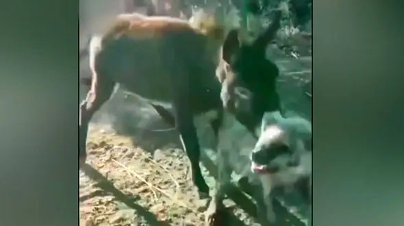 کفتار در دهان یک خر + فیلم شکار باورنکردنی 