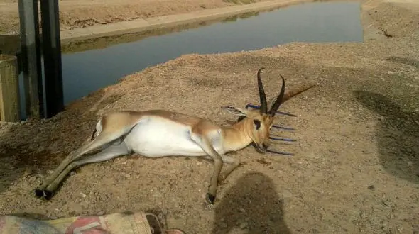 عکس دلخراش / مرگ آهوی یزد در استخر !